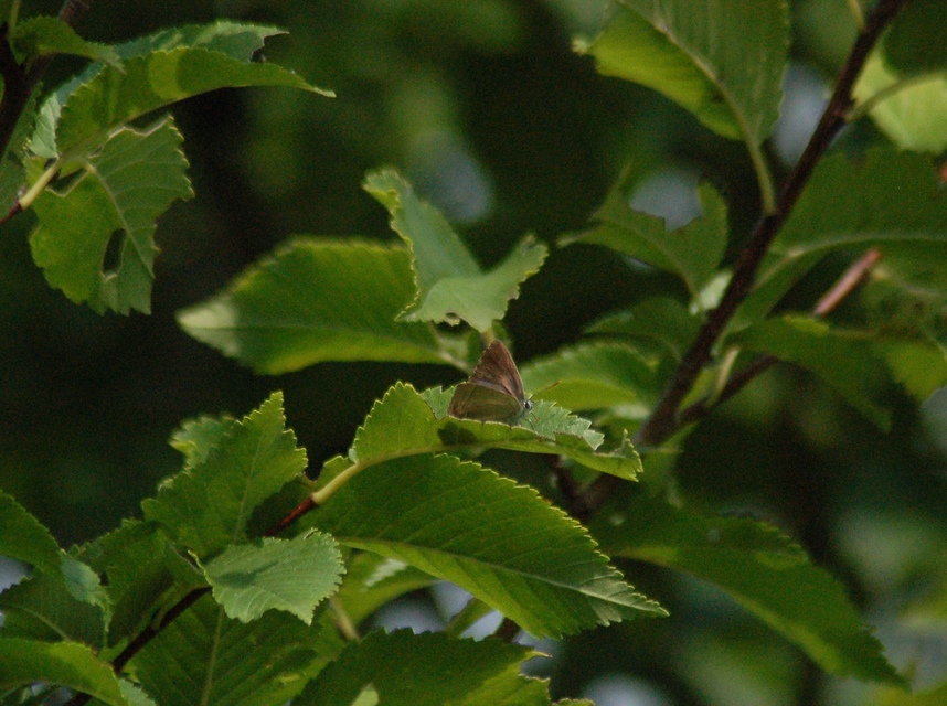 Neozephyrus quercus - tölgyfalepke