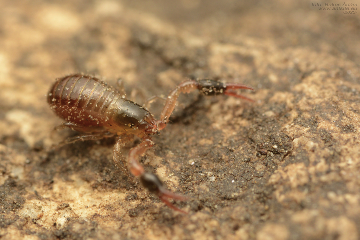 Neobisium
