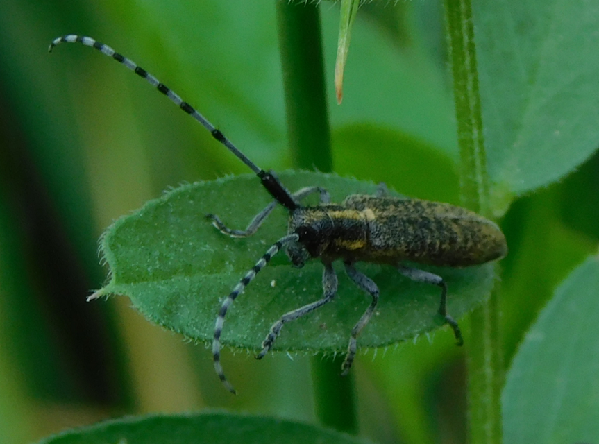 Agapanthia villosoviridescens - fehérgyűrűs bogáncscincér