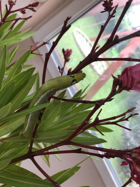 Daphnis nerii - oleanderszender