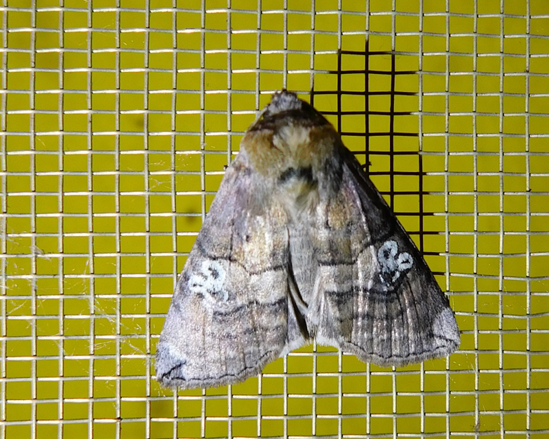 Tethea ocularis - pápaszemes pihésszövő