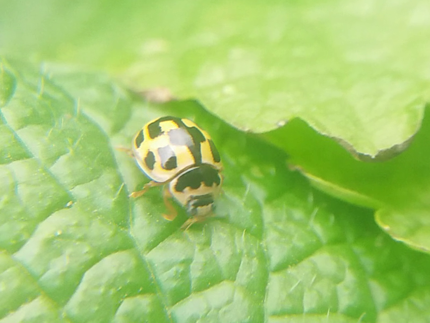Propylea quatuordecimpunctata - tizennégypettyes füsskata