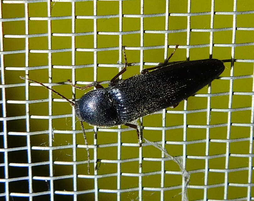 Melanotus