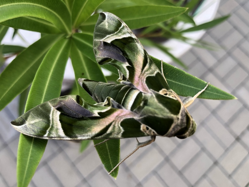 Daphnis nerii - oleanderszender