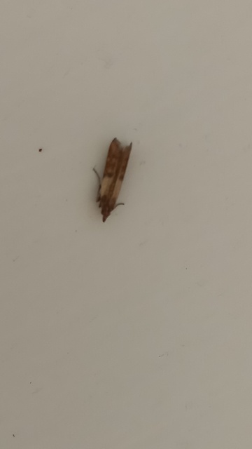 Plodia interpunctella - aszalványmoly