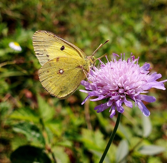 Colias erate - csángó-kéneslepke