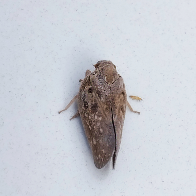 Metcalfa pruinosa - amerikai lepkekabóca