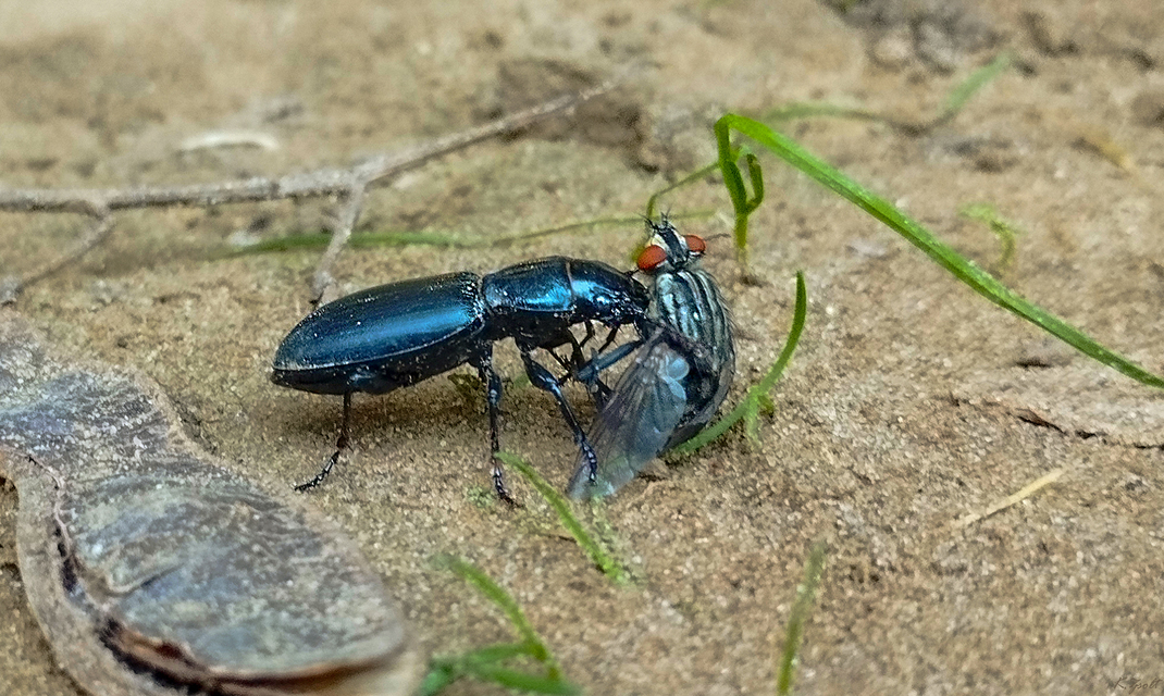 Broscus cephalotes - busafutó