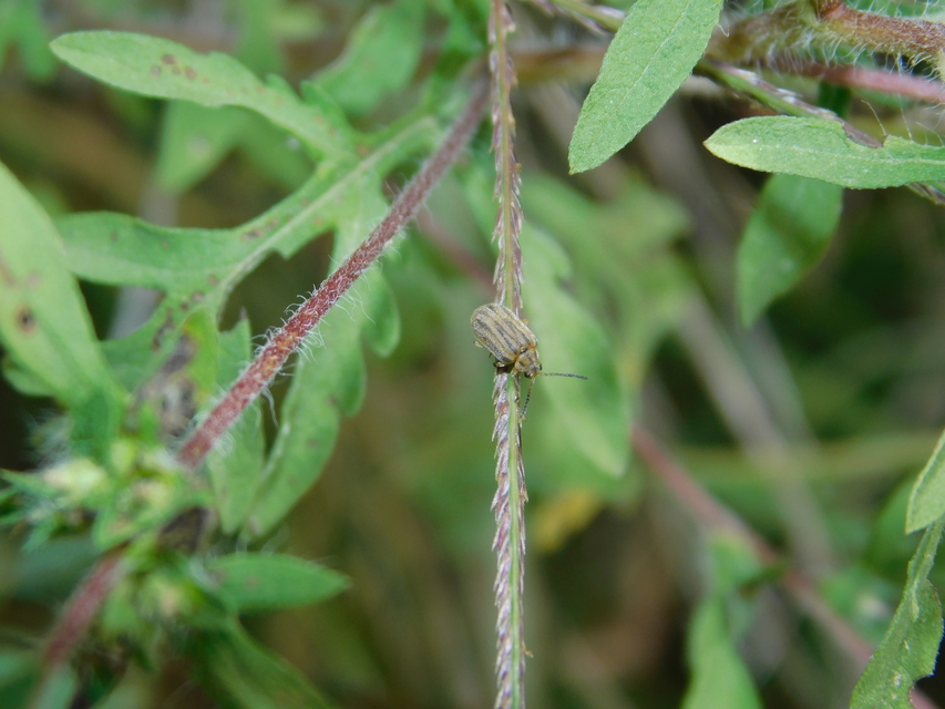 Ophraella communa - parlagfű-olajosbogár