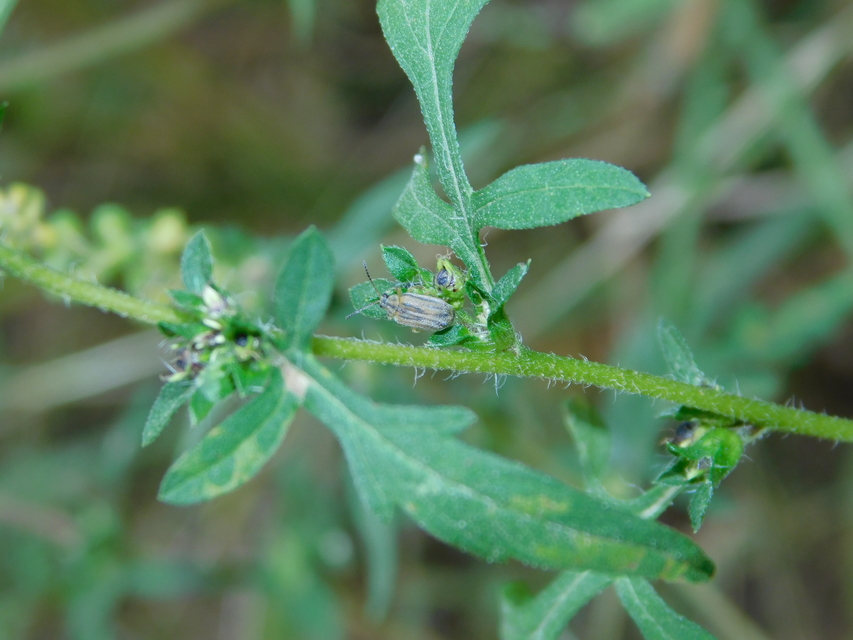 Ophraella communa - parlagfű-olajosbogár