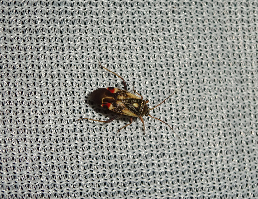 Polymerus Polymerus