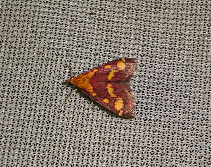 Pyrausta purpuralis - közönséges bíbormoly