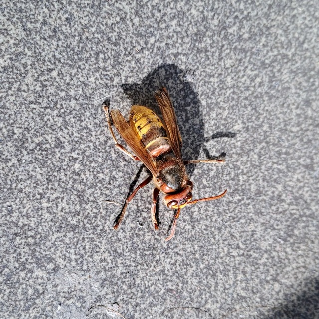 Vespa crabro - lódarázs