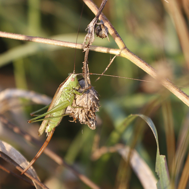 Conocephalus fuscus - kis kúpfejűszöcske