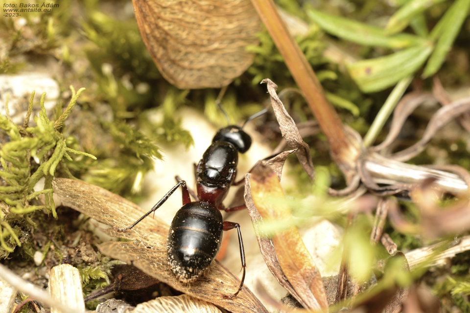 Camponotus ligniperda - faodvasító lóhangya