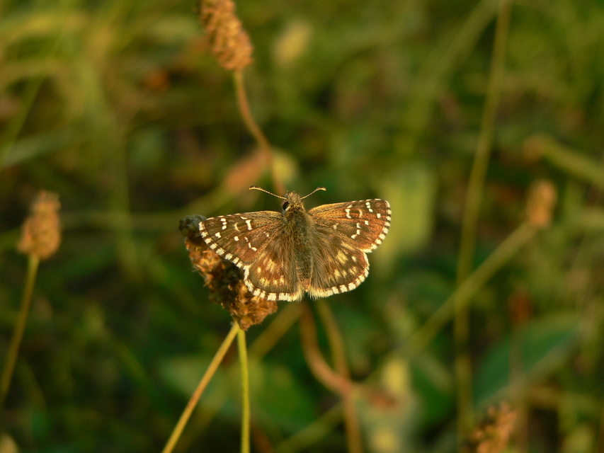 Pyrgus armoricanus - feles busalepke