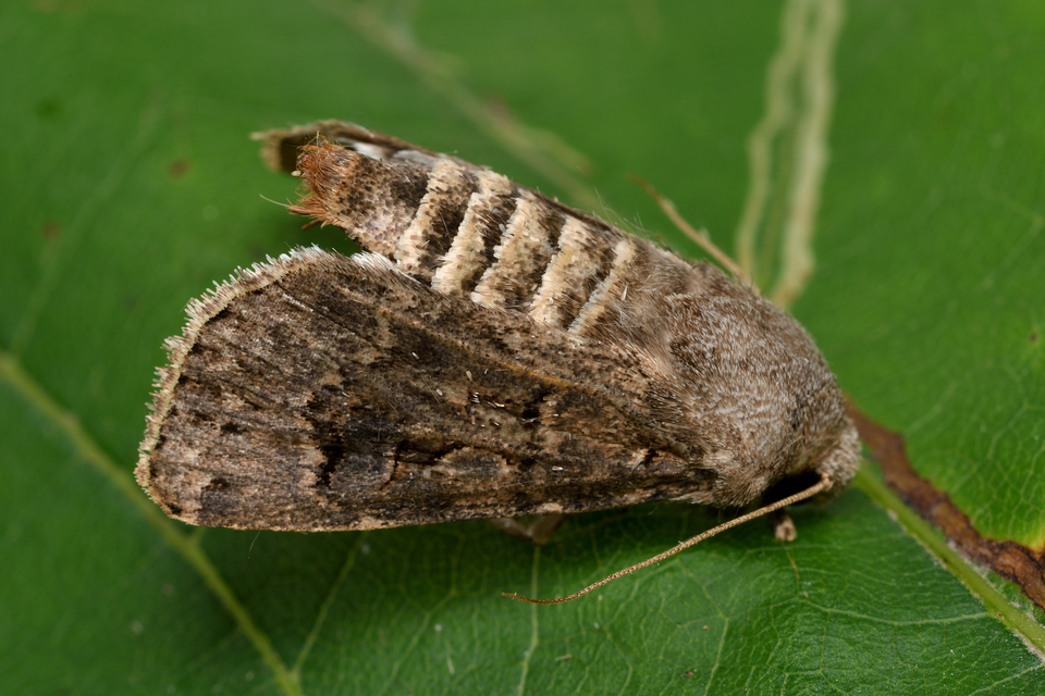 Agrotis bigramma - kétjegyű földibagoly