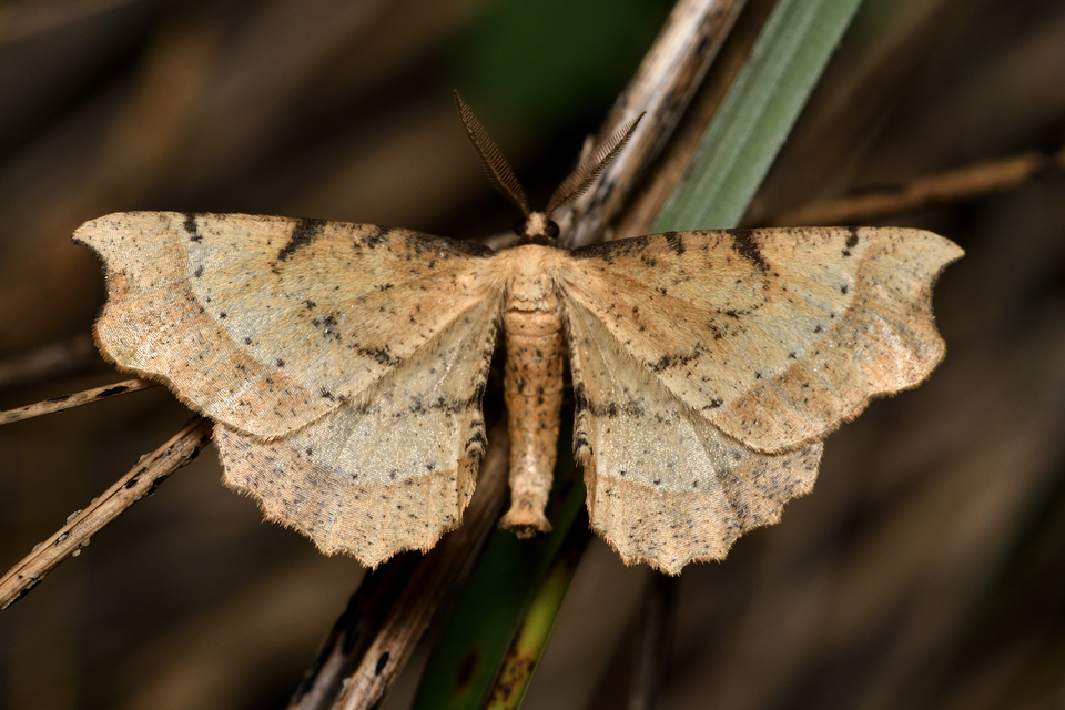 Artiora evonymaria - kecskerágó-araszoló