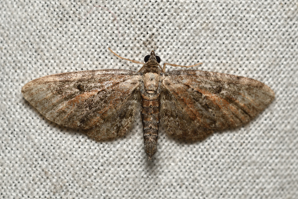 Eupithecia icterata - rozsdafoltos törpearaszoló
