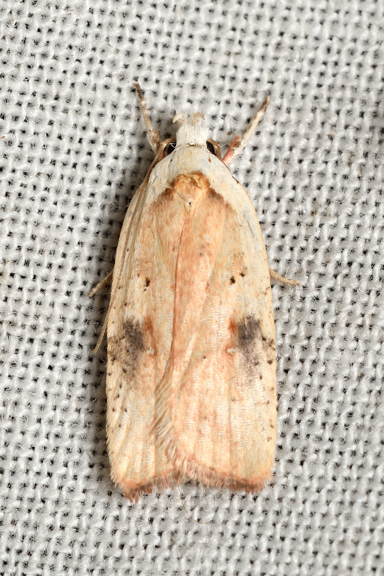 Agonopterix nervosa - okkerszínű laposmoly