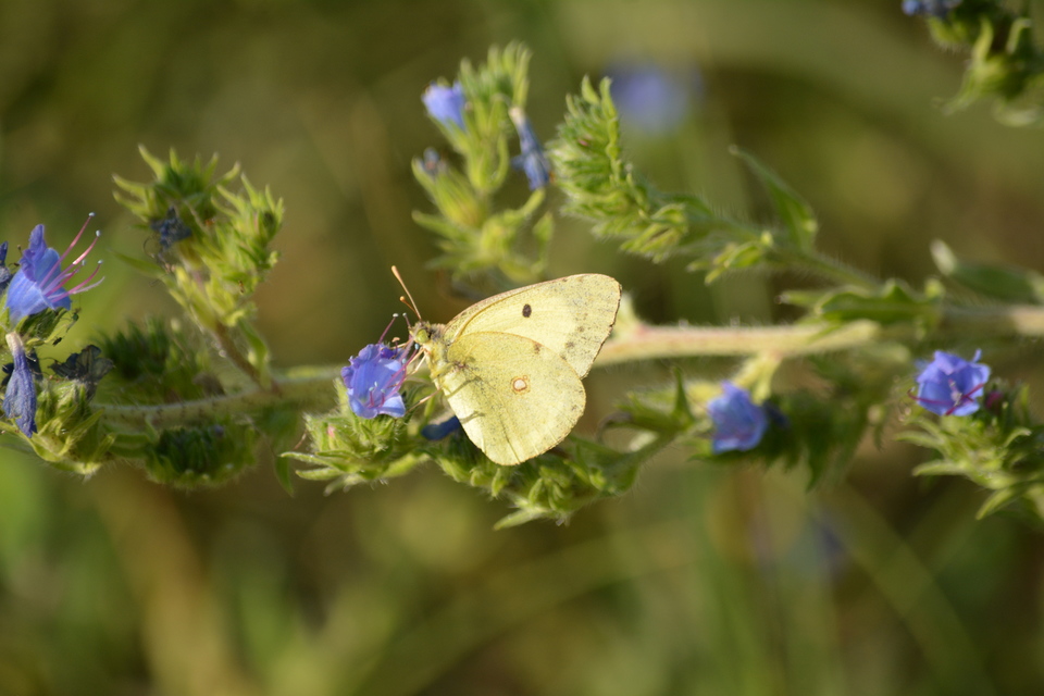 Colias erate - csángó-kéneslepke