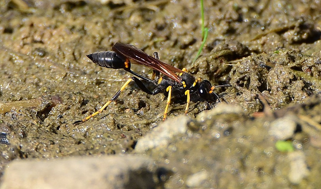 Sceliphron caementarium - feketenyelű lopódarázs