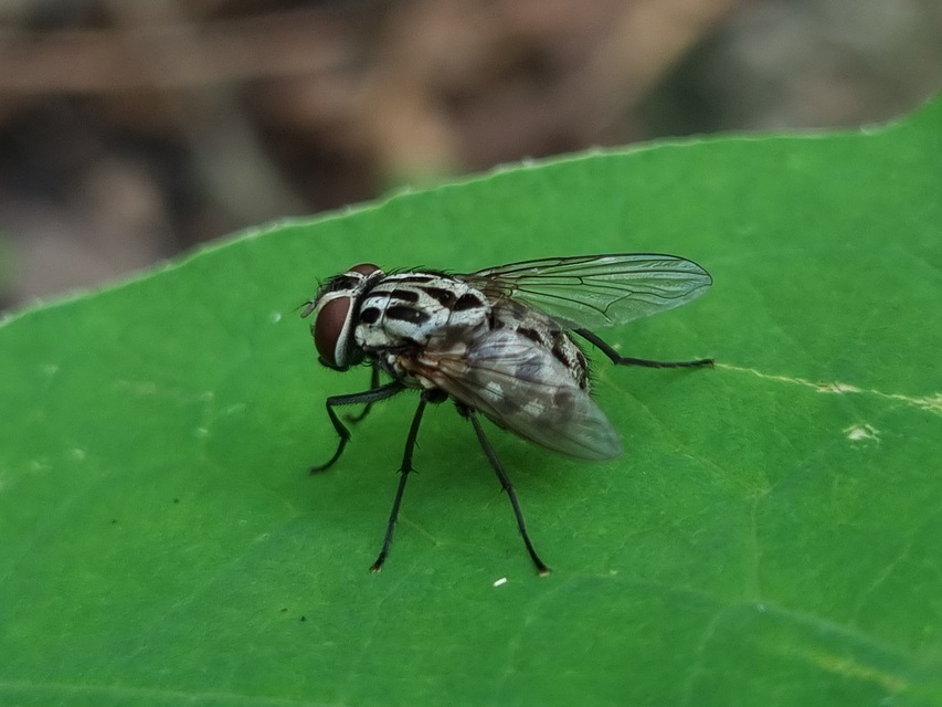 Graphomya