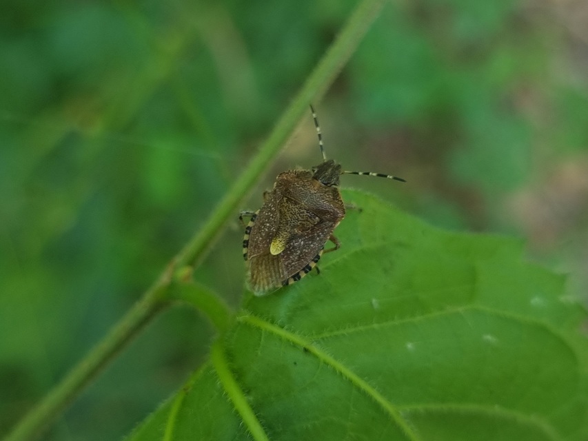 Dolycoris baccarum - közönséges bogyómászó-poloska Dolycoris baccarum - közönséges bogyómászó-poloska
