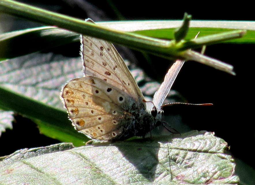 Polyommatus coridon - ezüstkék boglárka