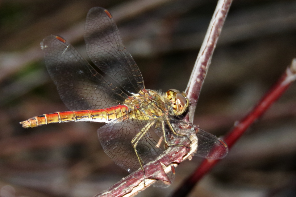 Sympetrum vulgatum - barkós katona-szitakötő
