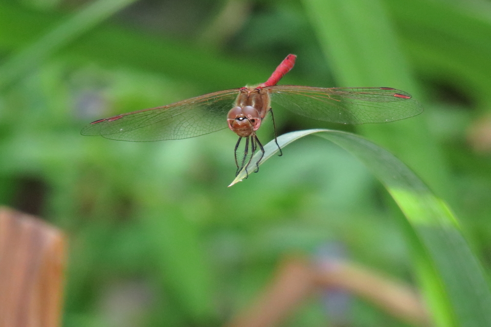 Sympetrum vulgatum - barkós katona-szitakötő