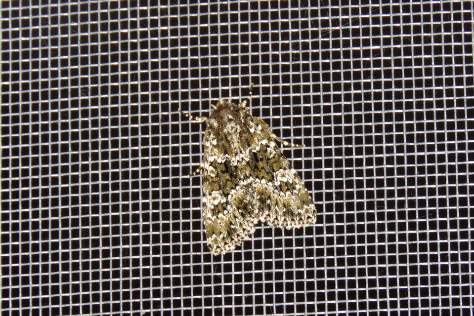 Polymixis polymita - kankalin-tarkabagoly