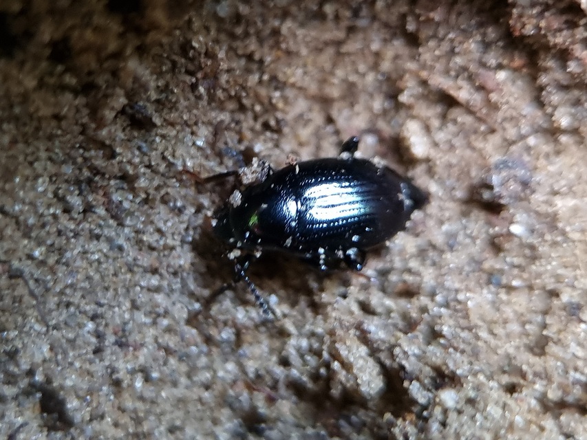 Scaphium immaculatum - görbelábú sajkabogár