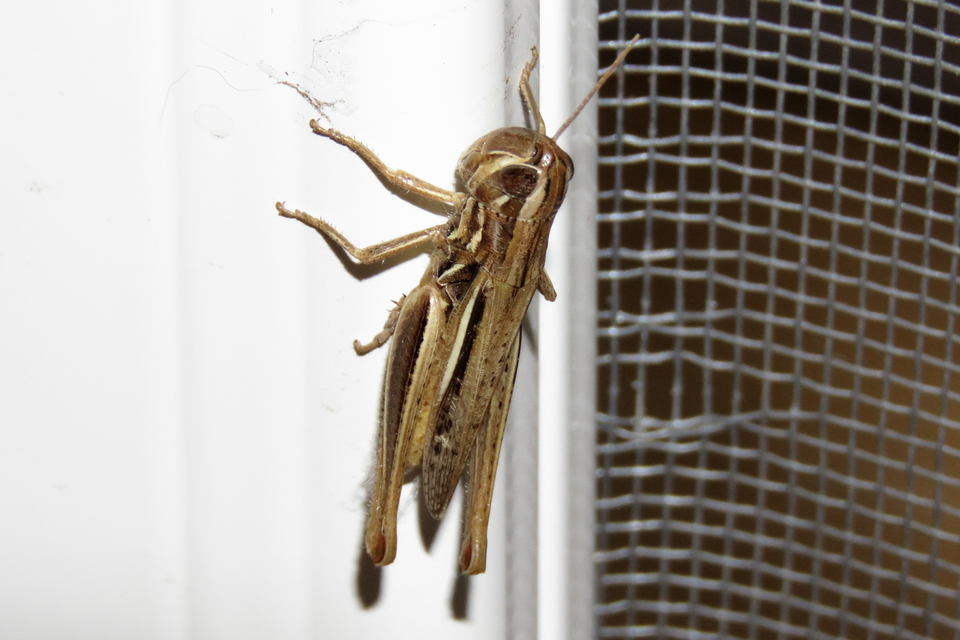 Euchorthippus declivus - rövidszárnyú rétisáska