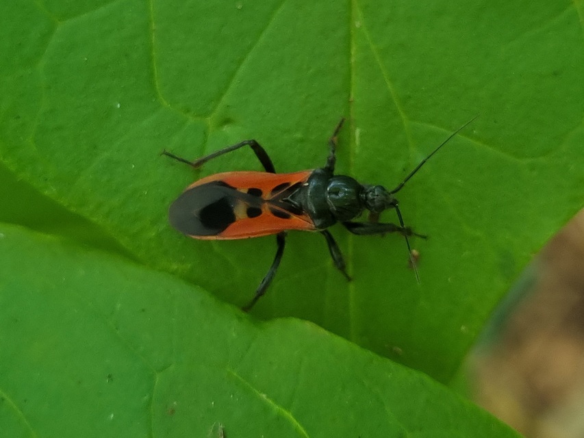 Peirates hybridus - foltos rablópoloska