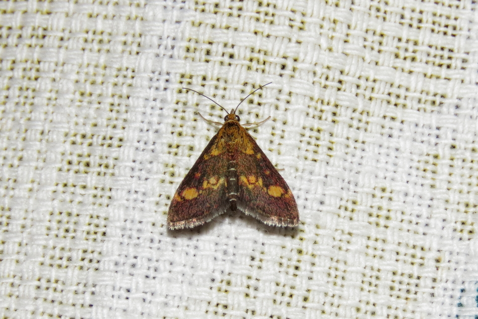 Pyrausta aurata - aranyló bíbormoly