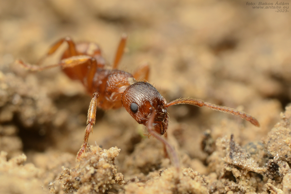 Myrmica ruginodis - erdei bütyköshangya