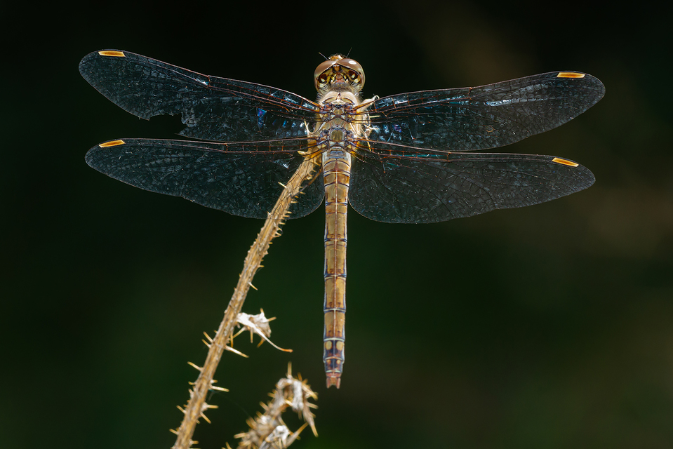 Sympetrum striolatum - harántsávos katona-szitakötő