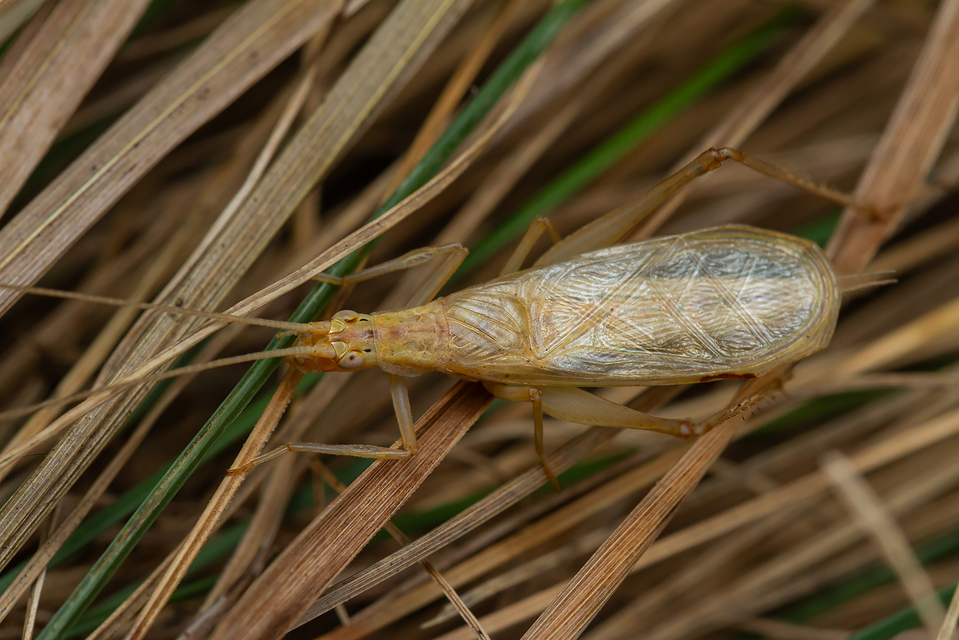 Oecanthus pellucens - pirregőtücsök