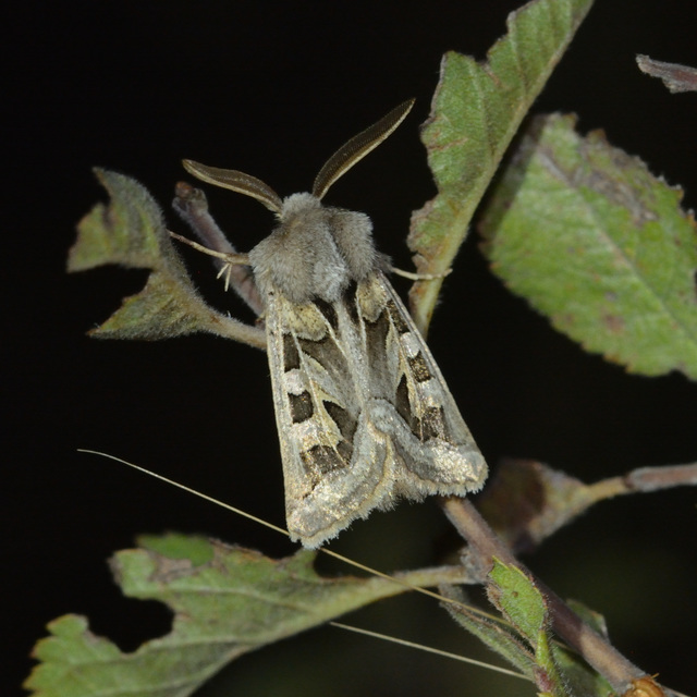 Episema glaucina - fogasjegyű liliombagoly
