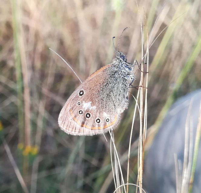 Coenonympha glycerion - közönséges szénalepke