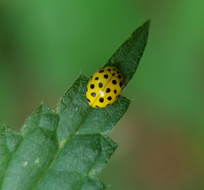 Psyllobora vigintiduopunctata - huszonkétpettyes katica