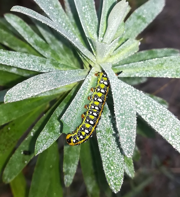 Hyles euphorbiae - kutyatejszender