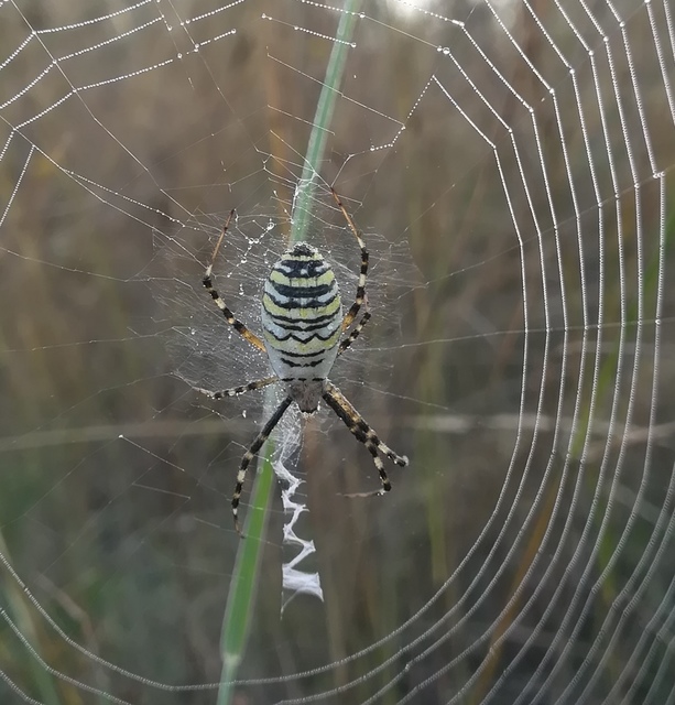 Argiope bruennichi - darázspók