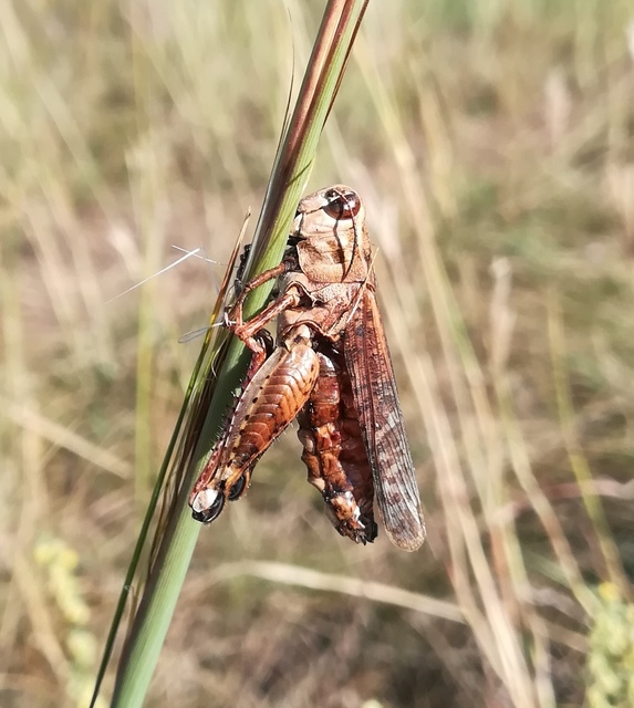 Calliptamus italicus - olaszsáska