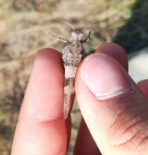Oedipoda caerulescens - kékszárnyú sáska