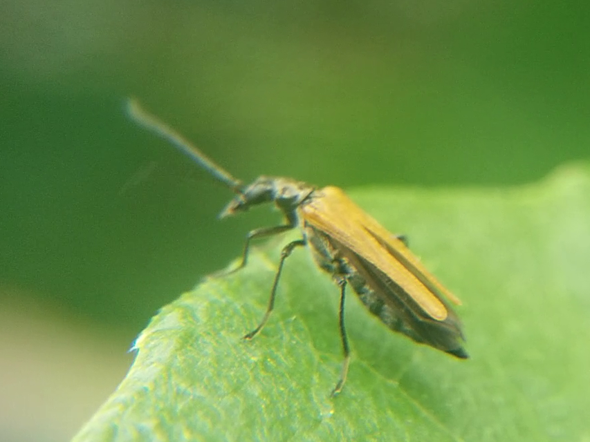 Oedemera femorata - sárgahátú álcincér
