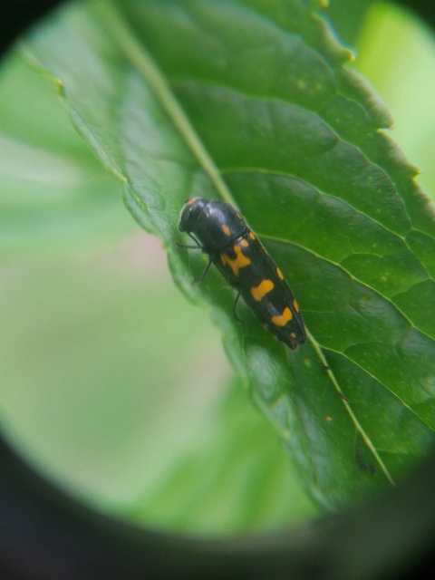 Ptosima undecimmaculata - sárgafoltos díszbogár