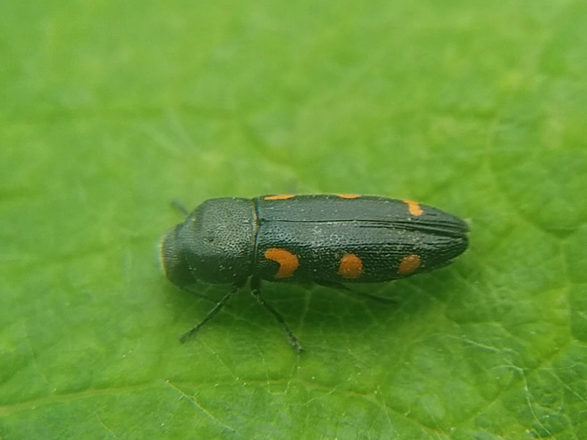 Ptosima undecimmaculata - sárgafoltos díszbogár