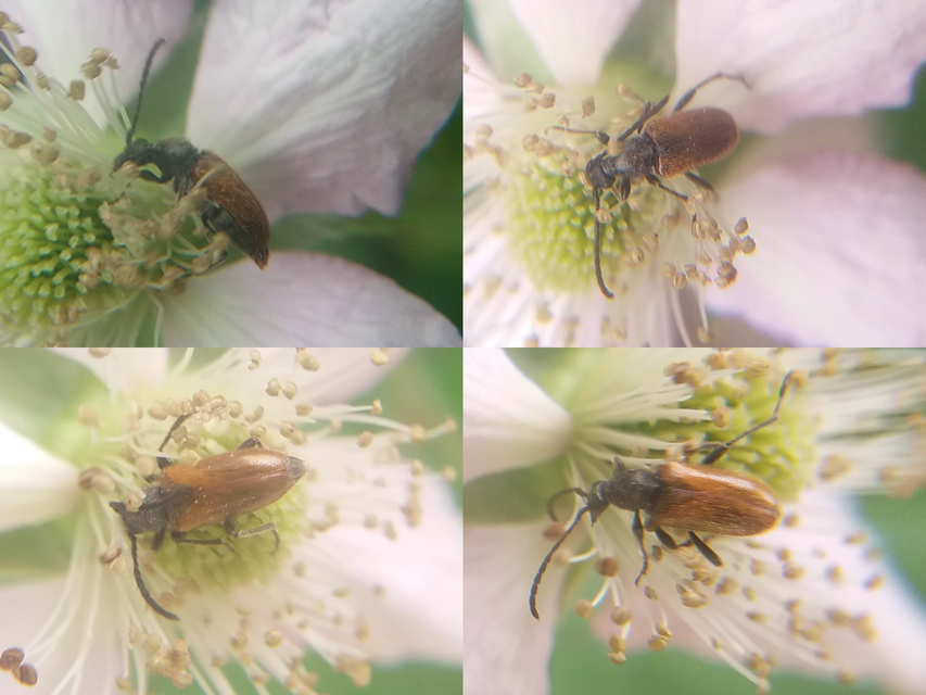 Pseudovadonia livida - barnás virágcincér
